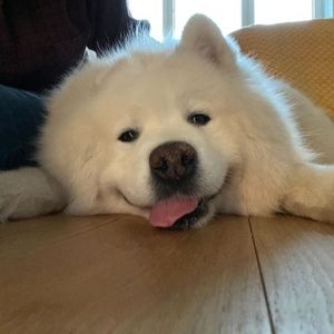 Meet your Posher, Daisy